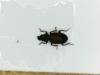 Ochthebius lejolisii